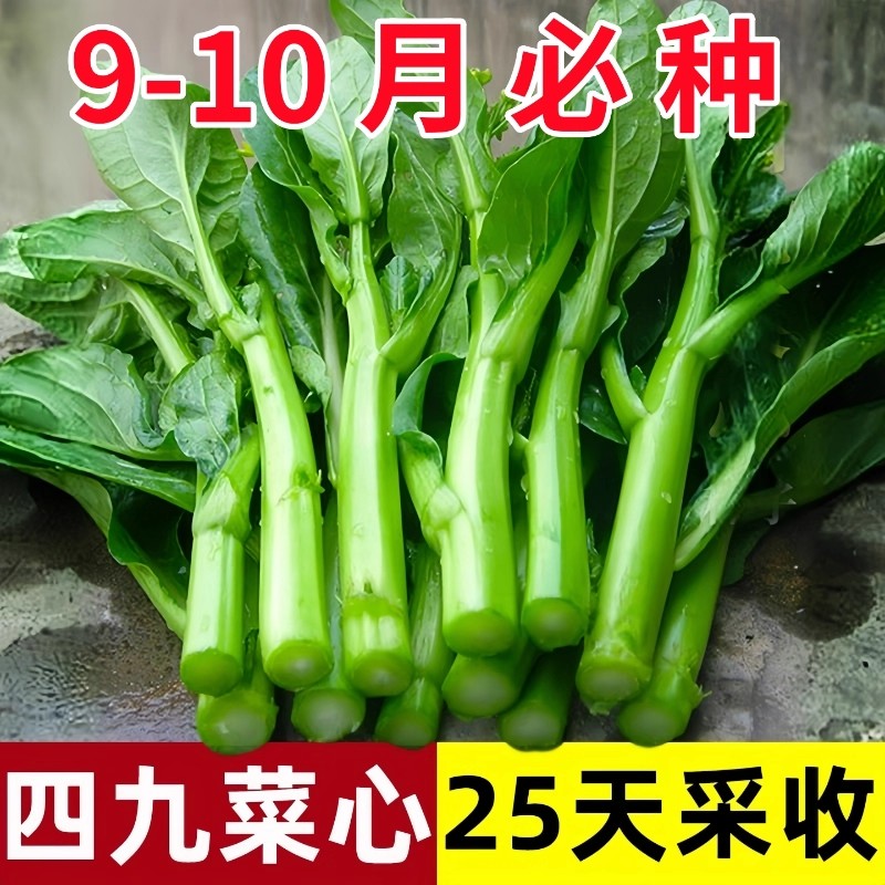 广东四九菜心种子四季种庭院阳台盆栽室外大田菜心菜苔蔬菜种籽孑