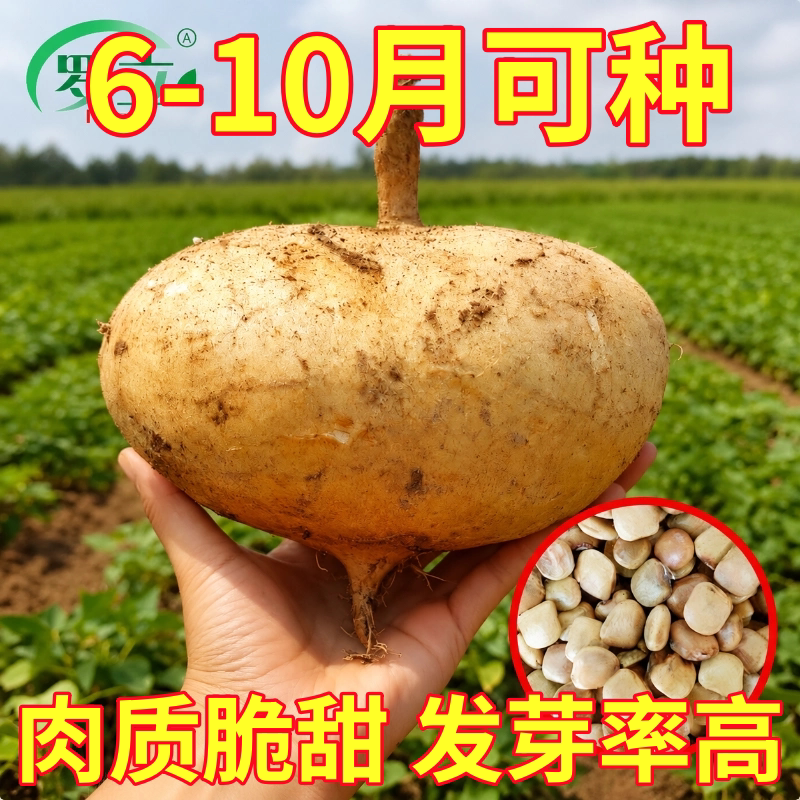 牧马山地瓜种籽生吃甜脆凉薯种子水果沙葛凉瓜土瓜种农家蔬菜种孑