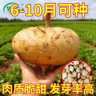 牧马山地瓜种籽生吃甜脆凉薯种子水果沙葛凉瓜土瓜种农家蔬菜种孑