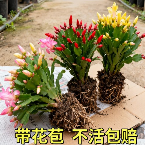 蟹爪兰盆栽带花苞多肉绿植物好养嫁接蟹爪莲室内花卉客厅四季花卉