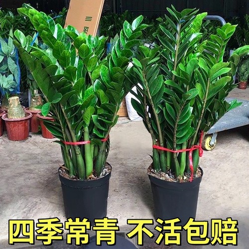 金钱树盆栽客厅大型招财树绿植办公室内桌面盆景摇钱串子好养植物