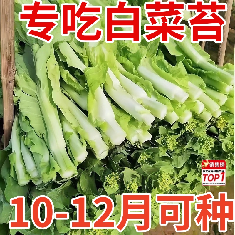 早熟白菜苔种籽白菜心种子香甜早白菜苔菜种阳台庭院蔬菜四季种植