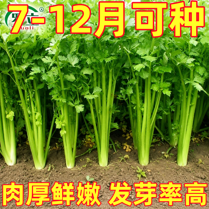 四季小香芹籽种子芹菜种子香味浓郁实心芹菜籽四季播农家蔬菜种子