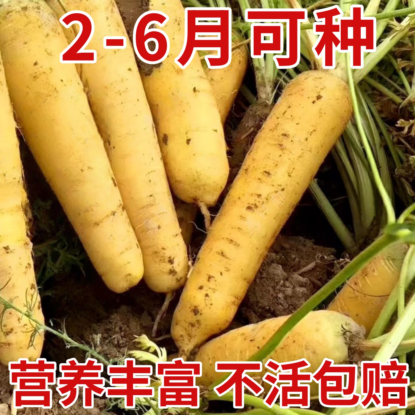 水果胡萝卜种子秋四季黄胡萝卜种籽新疆手抓饭配菜胡罗卜蔬菜种孑
