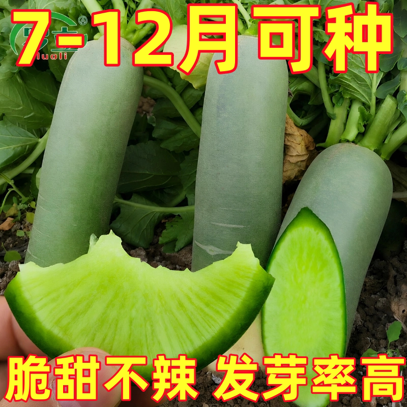 天津沙窝萝卜籽青萝卜种子大全水果白甜脆秋季四季蔬菜农家老品种