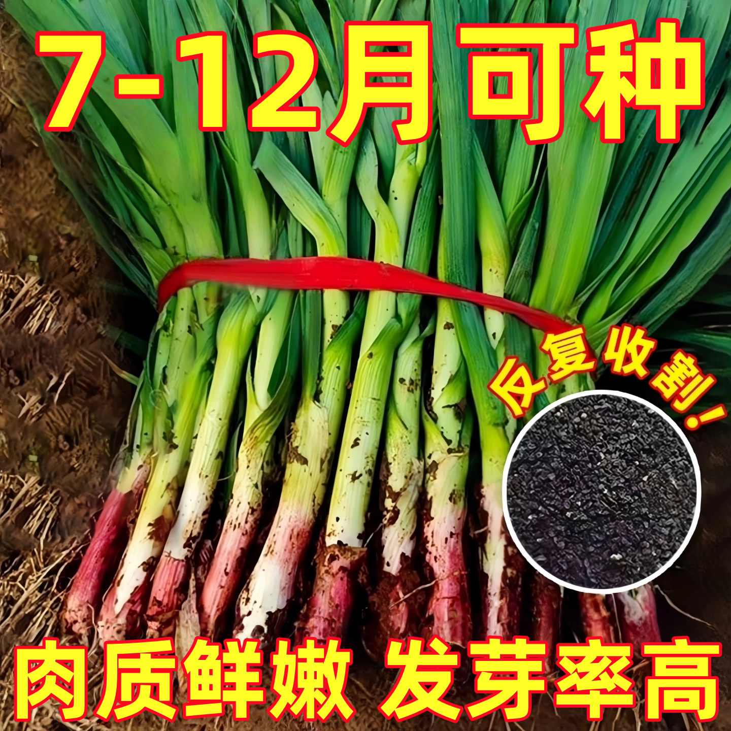 四季红根蒜苗种籽宽叶蒜种香蒜种子大全蔬菜种子紫皮大蒜头菜种籽