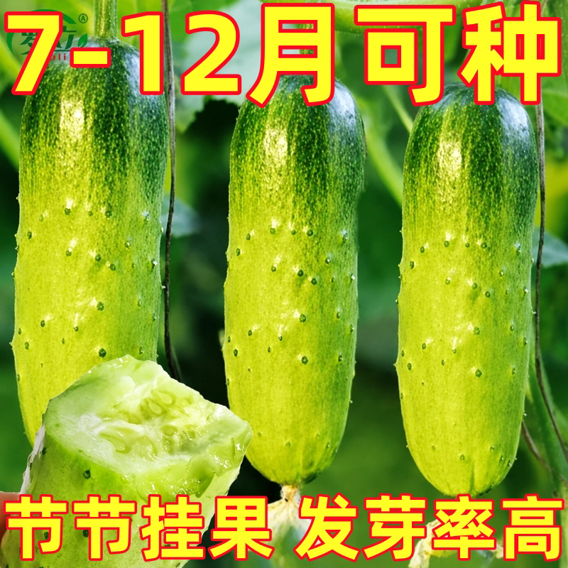 唐山秋瓜种子秋黄瓜高产水果黄瓜阳台盆栽春季秋季易播种蔬菜种子