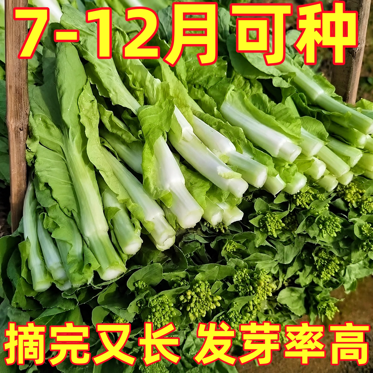 早熟白菜苔种子种籽大全菜种苔菜四季菜心菜苔蔬菜孑子速生莱籽种