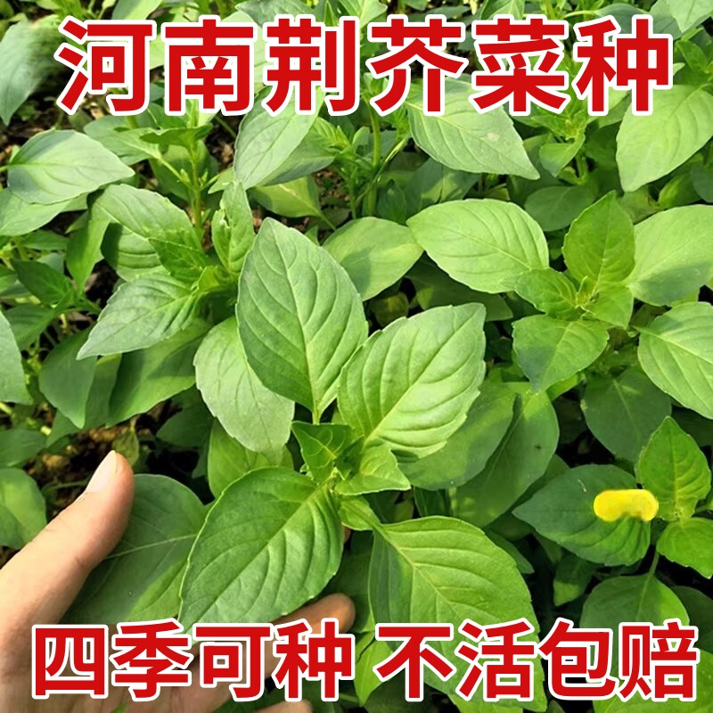 荆芥菜种籽河南大叶种子菜籽夏季四季盆栽荆芥蔬菜苗孑籽种幼苗