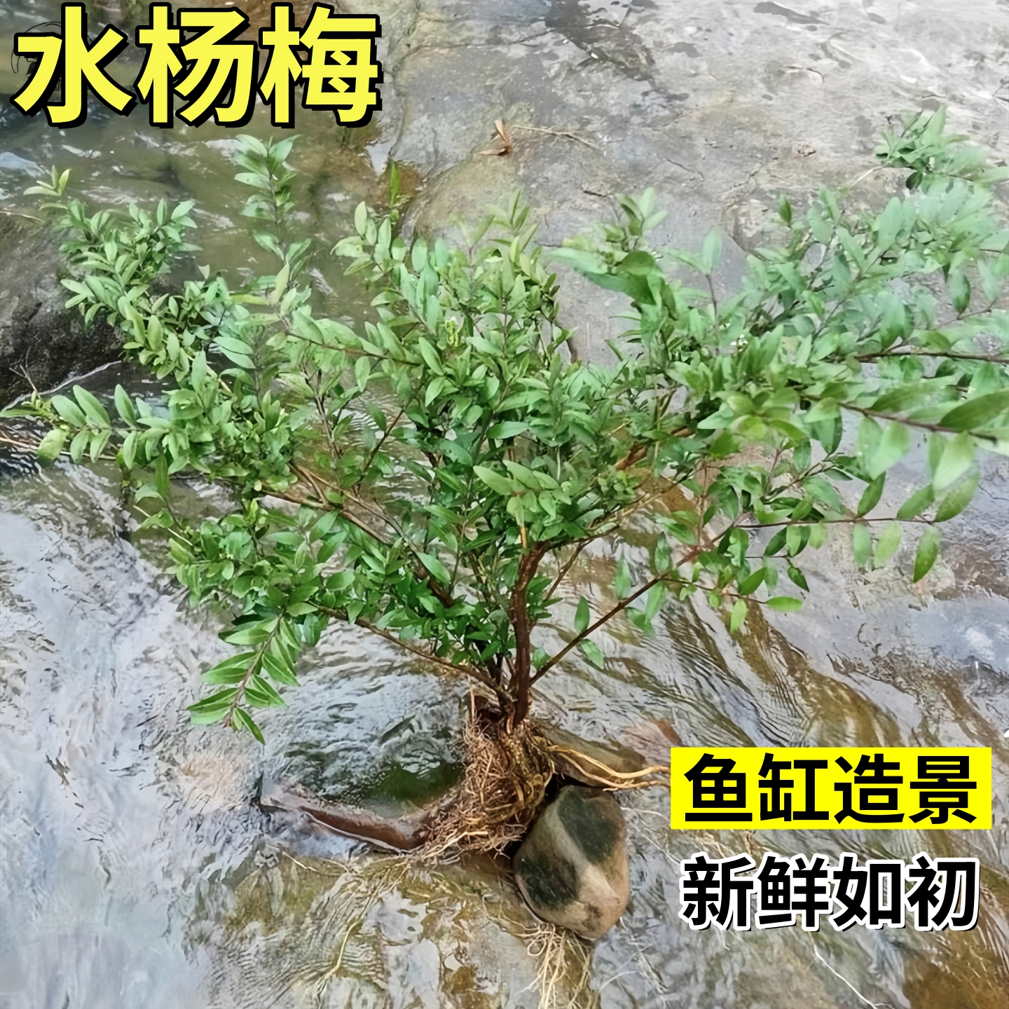 水杨梅水培植物绿植老桩鱼缸造景树水陆装饰水草微型水生树苗盆栽