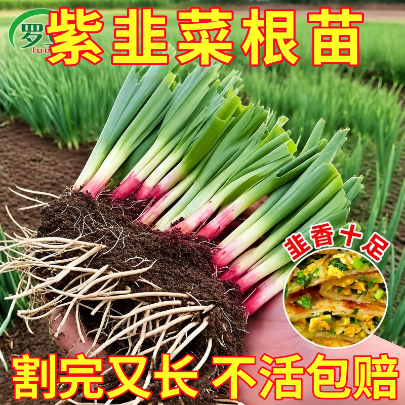 新鲜韭菜根现挖红根宽叶独根红韭菜根苗室内阳台盆栽本地韭菜种子