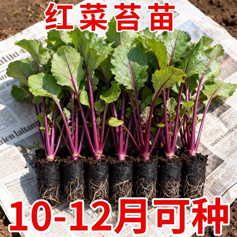 红菜苔苗九月改良高产红菜苔蔬菜苗紫菜薹菜园阳台春秋四季播农家
