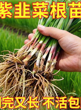 现挖头茬香紫根韭菜根苗老土品种紫红根细叶笨韭蔬菜苗阳台地栽种
