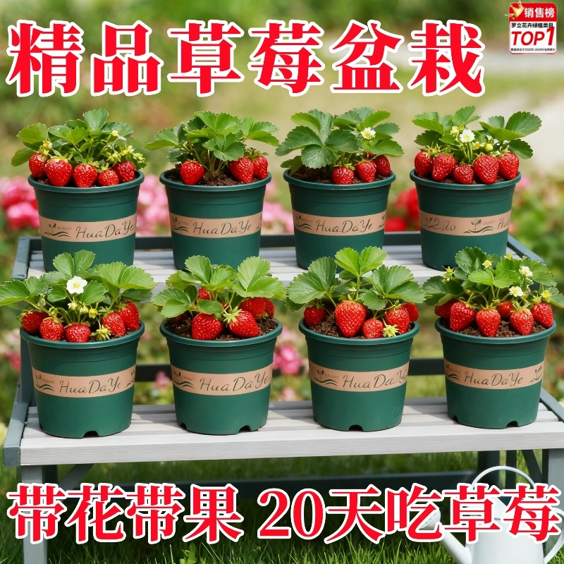 (20天结果)奶油草莓盆栽当年阳台种植南方北方种植当季开花结果