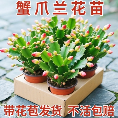 蟹爪兰盆栽带花苞多肉绿植物好养嫁接蟹爪莲室内花卉客厅四季花卉
