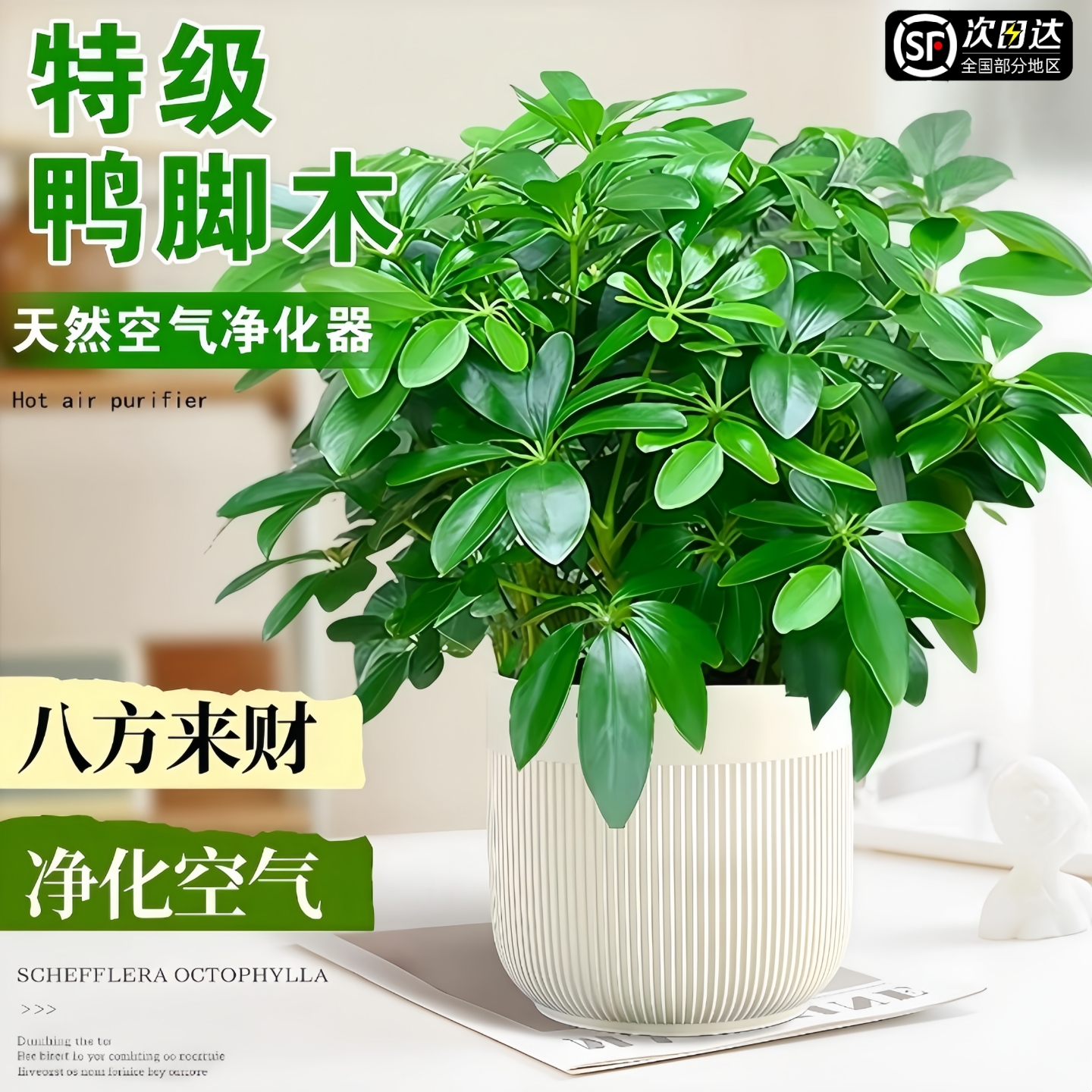 八方来财鸭脚木盆栽植物发财树室内办公桌绿植七叶莲清新净化空气