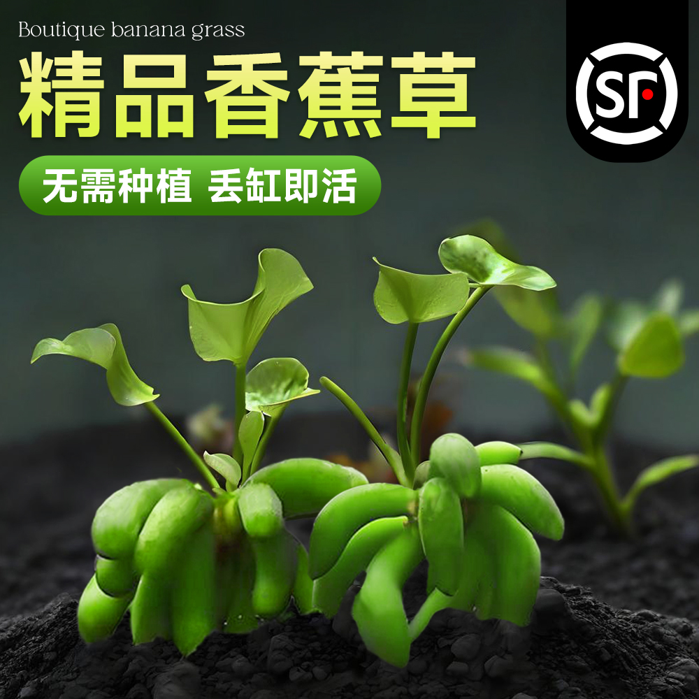 香蕉草水草鱼缸专用植物净化水质造景增氧免打理新手懒人养鱼绿植