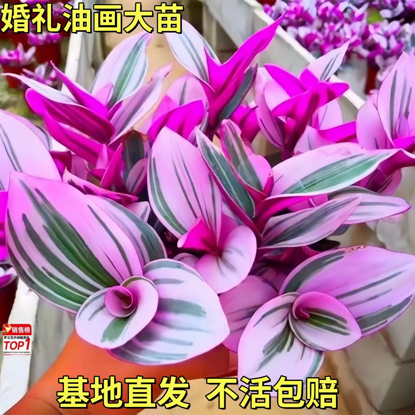 油画婚礼吊兰新品吊兰多肉植物花卉盆栽好养活彩色多肉组合肉肉,鲜花速递/花卉仿真/绿植园艺,红掌/凤梨/温室花卉,淘宝优惠券,粉丝福利购,淘宝优惠卷