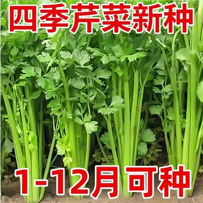四季小香芹种子脆嫩清香芹菜种籽春季秋季旱芹籽庭院蔬菜种子大全