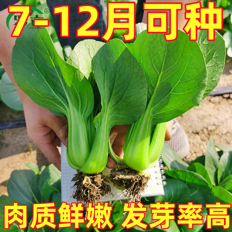 上海青菜种子老品种菜籽室外阳台庭院种植蔬菜青菜种子四季可播种