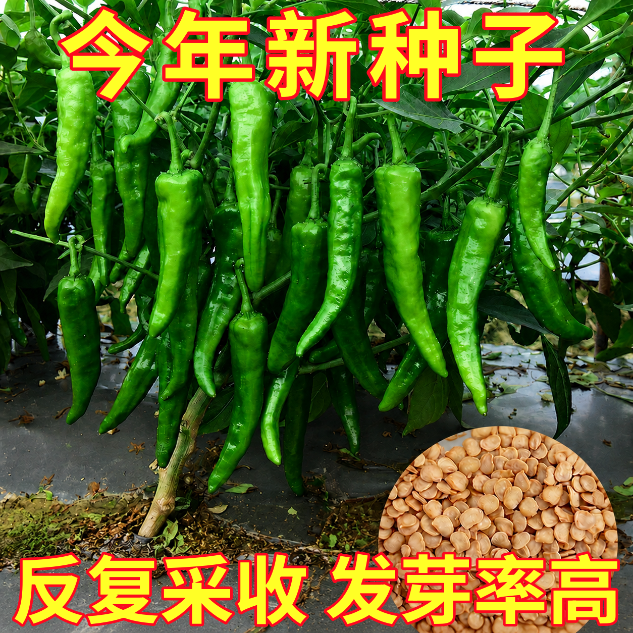 正宗樟树港椒种子薄皮辣椒种籽春秋四季余干椒湖南青椒下饭蔬菜孑