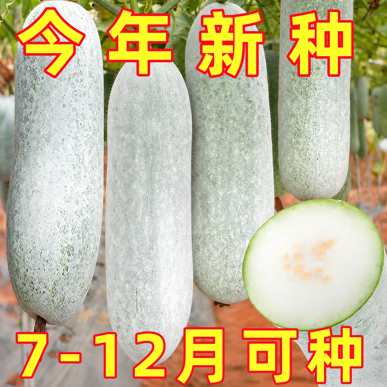 冬瓜种籽特大巨型种白皮种子孑粉皮大农家四季春夏秋瓜果蔬菜种子