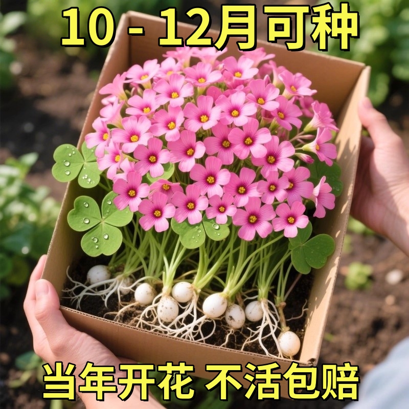 酢浆草盆栽带花种球桃之辉ob重瓣花卉大全四季好养室内外花卉绿植