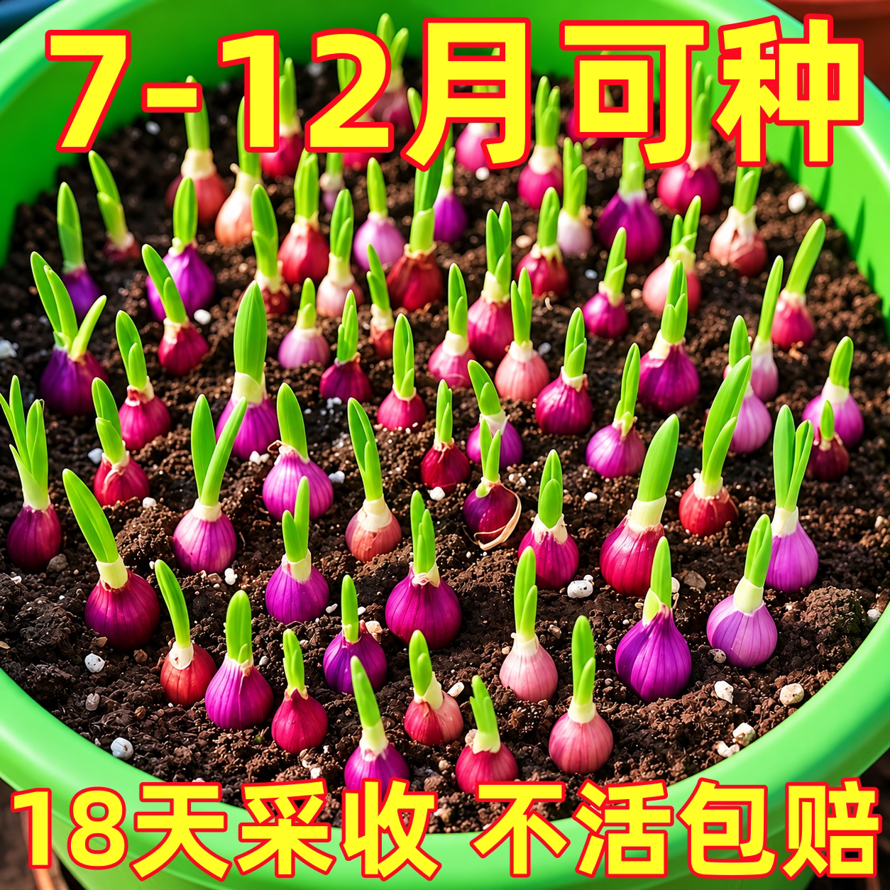 四川农家新鲜红葱头种盆栽干香小葱头葱种香葱头子葱果子熬葱油