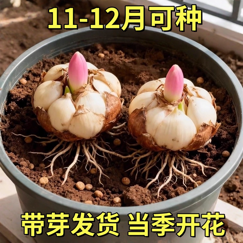 进口重瓣多头香水百合种球带牙耐寒当年盆栽室内外花卉绿植盆栽