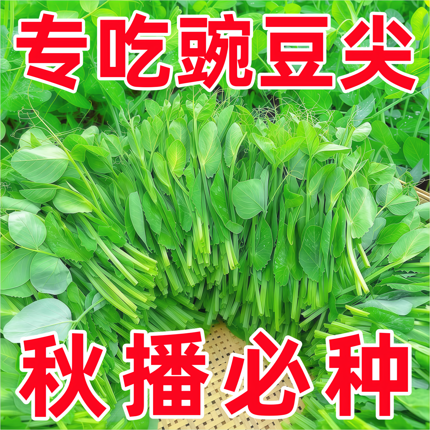 四川大无须豌豆尖种子豌豆苗籽芽苗菜种籽水培秋季种植蔬菜籽大全