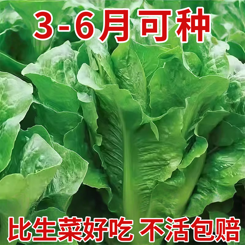 正宗孔雀菜种子四季耐寒生吃奶油沙拉生菜种籽阳台不生虫蔬菜种子