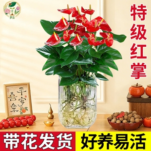 水培红掌盆栽带花一帆风顺花卉植物室内好养绿植鸿运当头