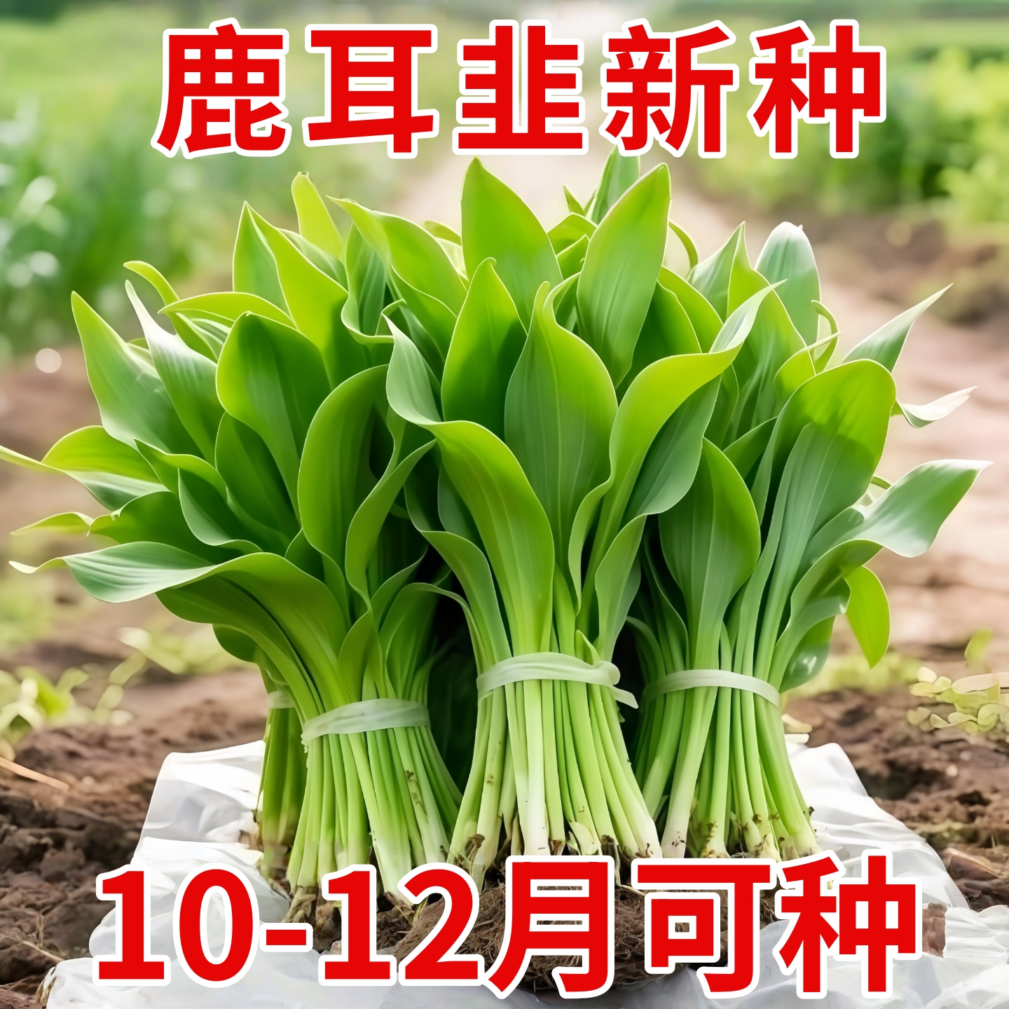 【四季山葱种子】鹿耳韭种子盆栽小院四季皆宜种植南北方种籽