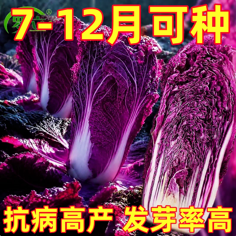 紫玉白菜种子紫色大白菜种籽秋播耐寒抗病高产农家四季蔬菜种孑