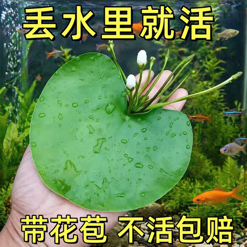 一叶莲培植物鱼缸浮萍