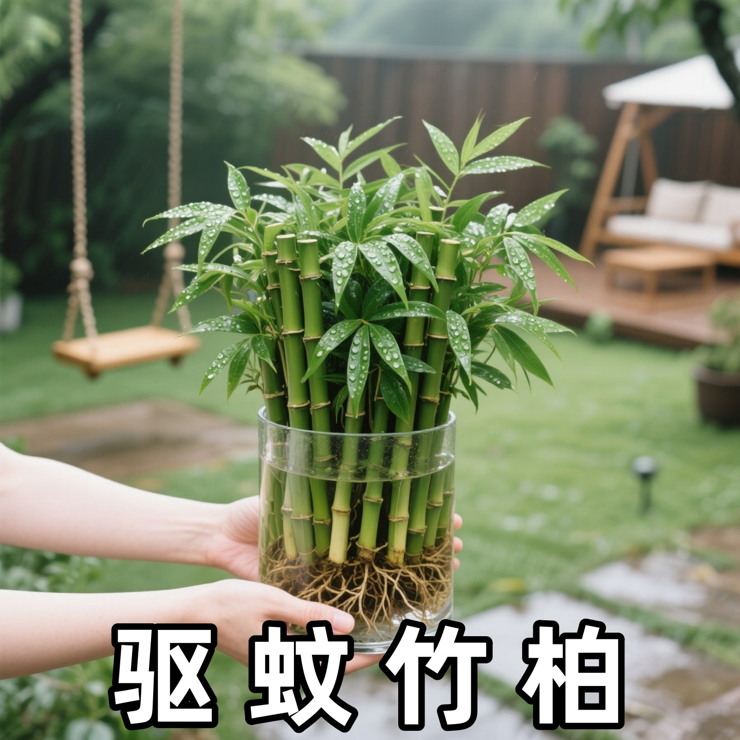 竹柏竹水植物室内客厅水养绿植花盆卉栽水培竹培四季好养