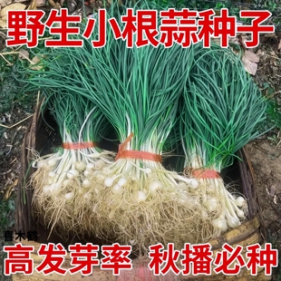 小根蒜种子山蒜大脑瓜儿东北地方特色野菜保健蔬菜春秋四季播