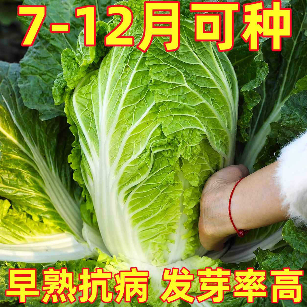 山东胶州大白菜种子籽种秋季耐热高产蔬菜黄心四季青菜大全菜籽孑