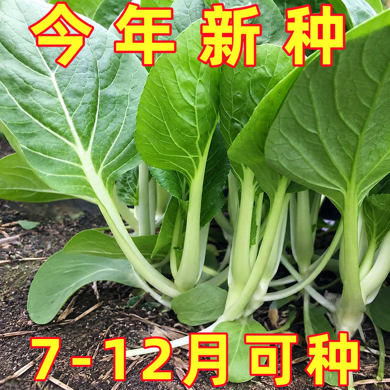 四季小白菜种孑耐热耐雨水快菜种籽阳台盆栽庭院青菜籽种蔬菜种子