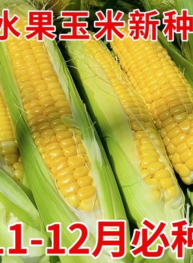 先达糯101玉米种子四季种植早熟高产水果玉米种孑超甜黄玉米种籽