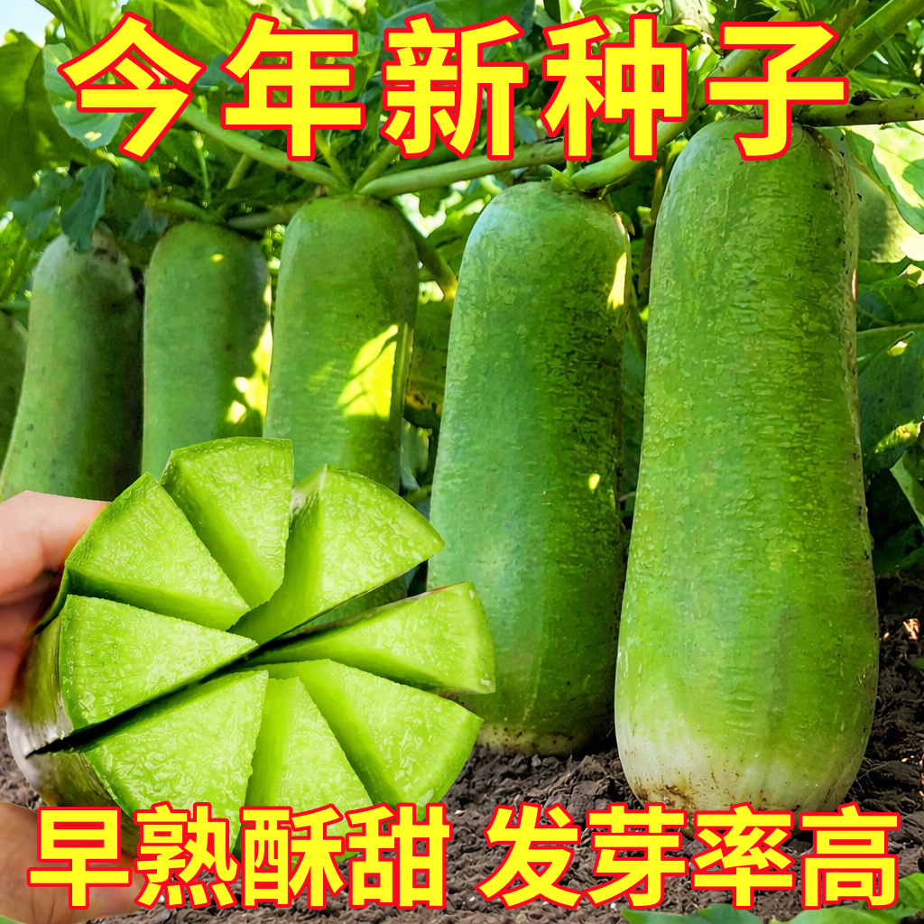 天津沙窝水果萝卜种子种籽子潍县青罗卜凤梨籽种甜脆型孑大全菜种