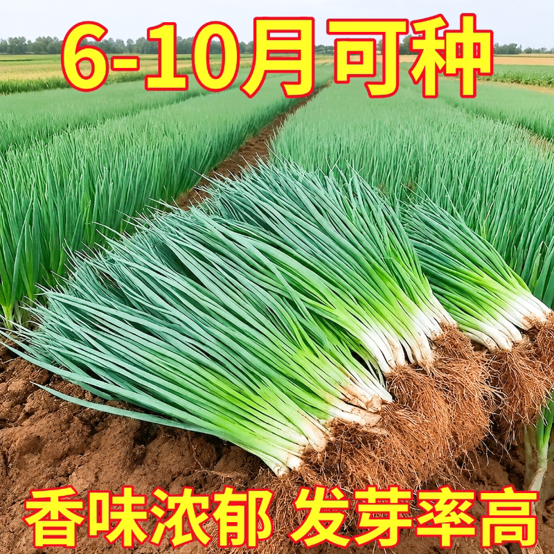 小香葱籽种子四季易种小葱种子阳台室内盆栽葱种子家庭菜种子