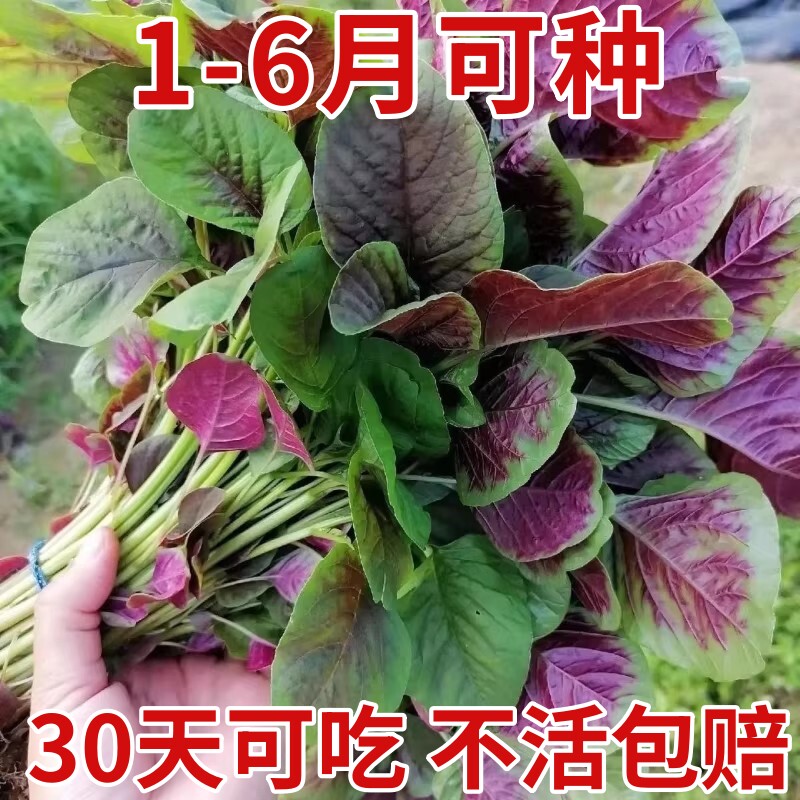 苋菜种籽大全红苋菜种子秧苗四季冬汉菜蔬菜种孑家庭阳台种植盆栽