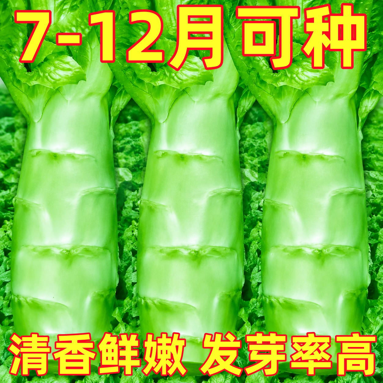 四川罗汉莴笋种籽圆叶粗壮莴苣鸡腿莴笋四季播耐热南方蔬菜种子孑