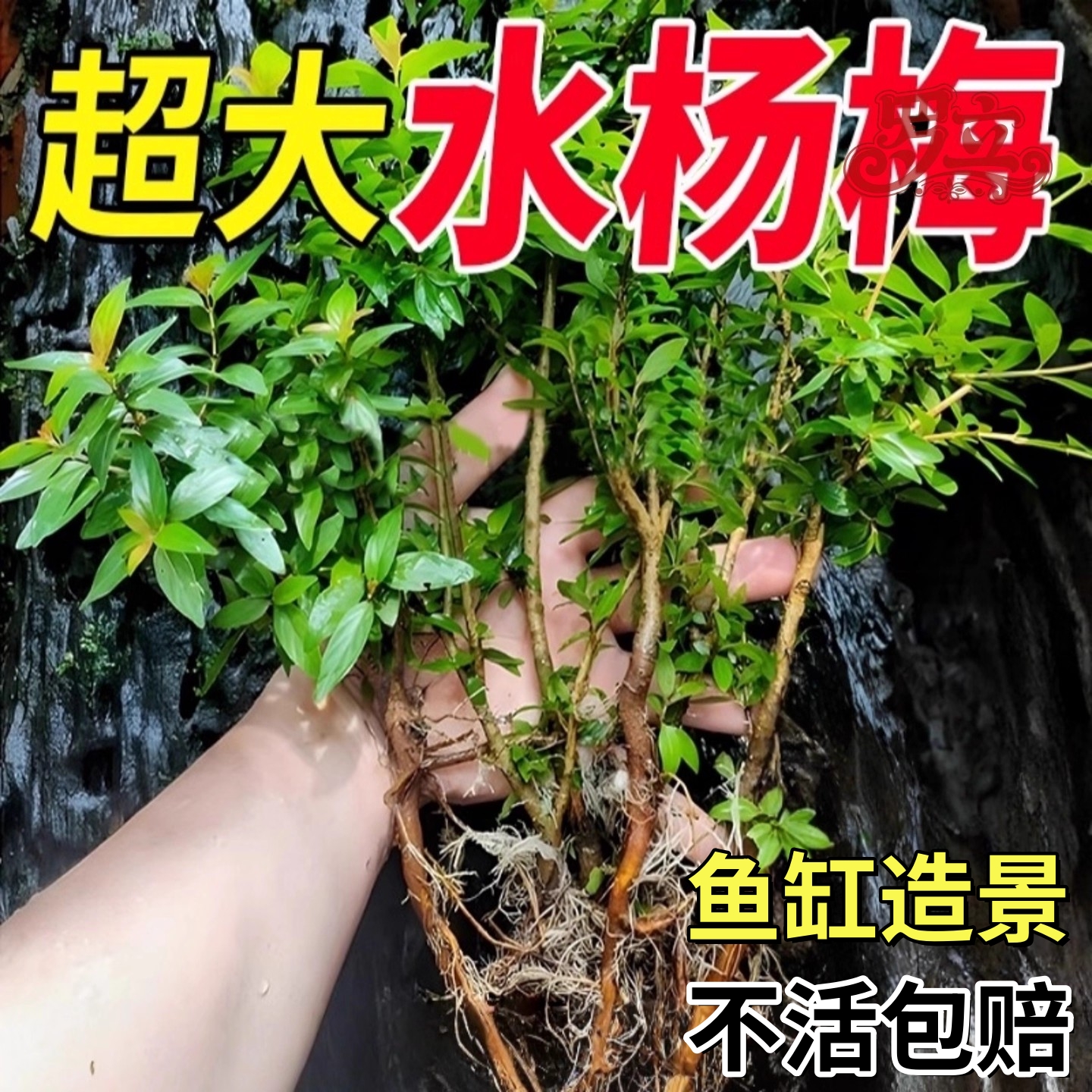 水杨梅鱼缸造景装饰水培挺水植物水杉溪流缸乌龟缸造景树老桩绿植