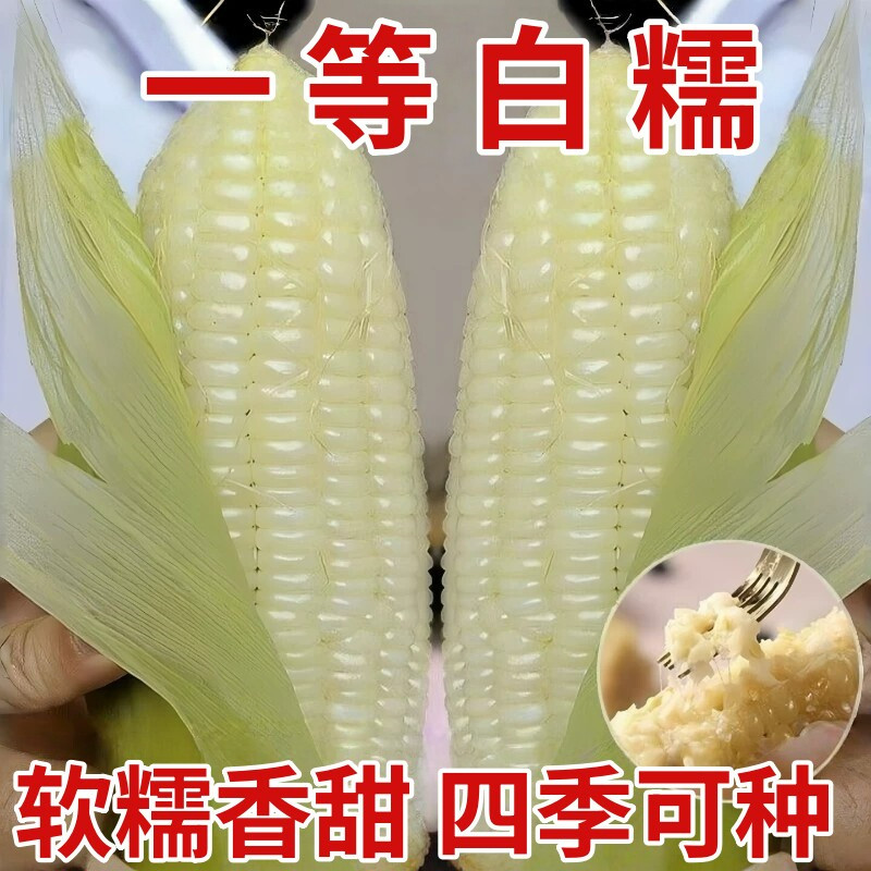 白甜加糯玉米种子甜软糯白玉米种籽高产量耐热抗病早熟粮食种子