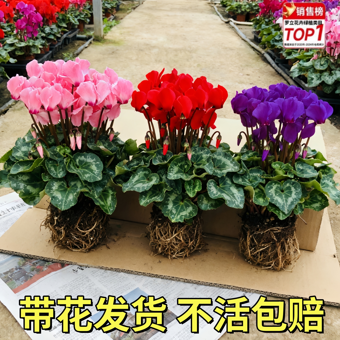 仙客来盆栽带花苞室内阳台庭院好养易活花卉植物带花发货