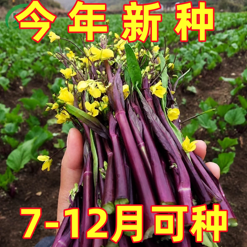 老品种红菜苔种子红菜心正宗菜苔种籽耐寒抗冻阳台盆栽过冬蔬菜种