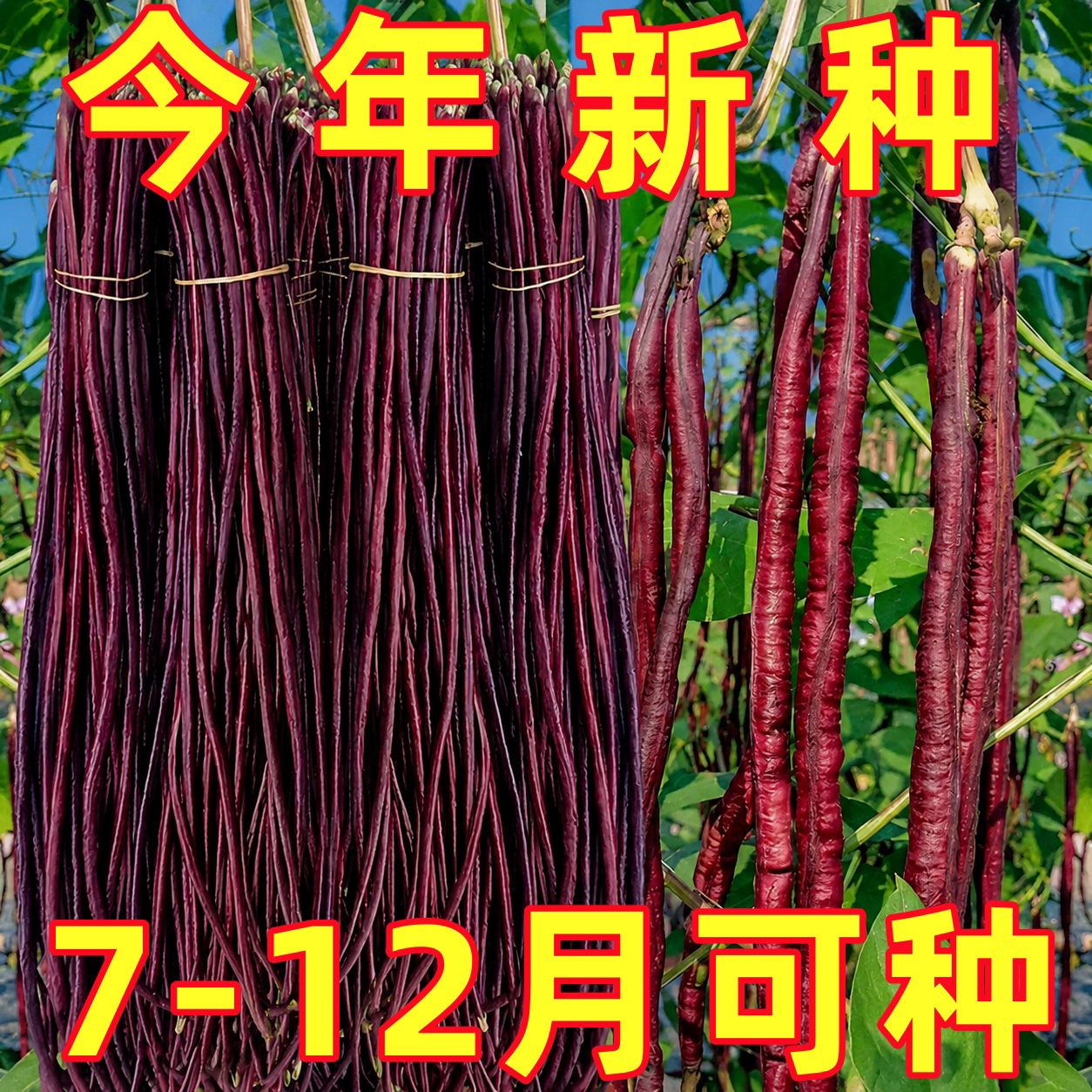春秋红豇豆种籽特长紫红豆角种孑高产早熟四季播耐热抗病豇豆种子