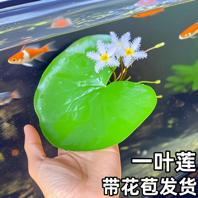 一叶莲无土水生水培植物水生水养养鱼盆池碗莲盆栽莲花水池塘水生